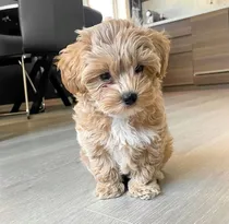 Comprar Maltipoo  Apricot O Cafés Cachorros Tiernos
