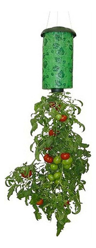 Colgar Plantas De Tomate, Contenedores, Al Revés