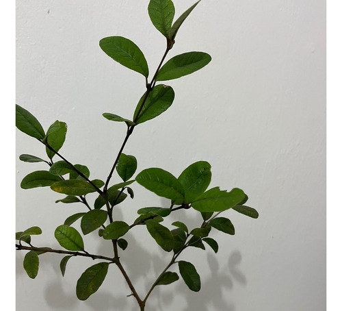 Mudas De Goiaba (feijoa)