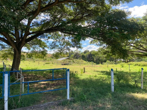Imagen 3 de 10 de Finca Cojedes Tinaquillo Sector Banco Bonito C1747