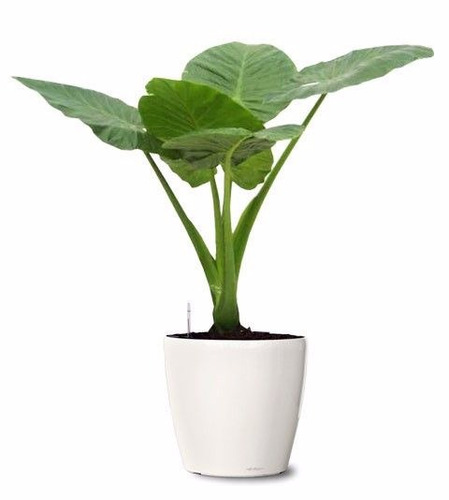 Alocasia Deco Tropical Maceta Blanca Galería Living Oficina