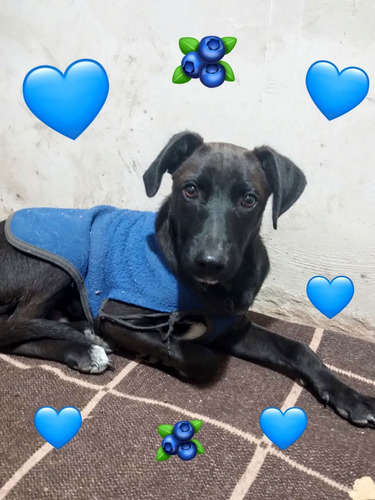 Cachorro Tomi, 5 Meses De Ternurita Total, Medianito, Un Sol