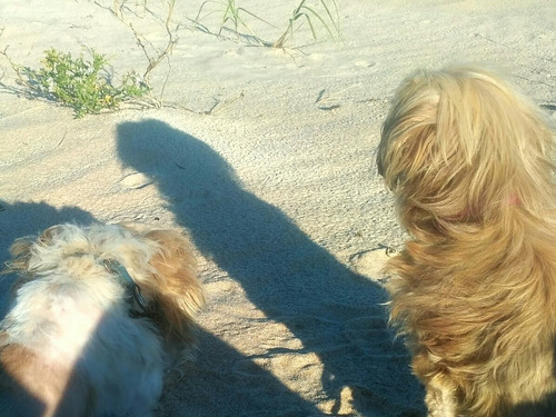 Mini Shitzus . Unicos 100%puros.