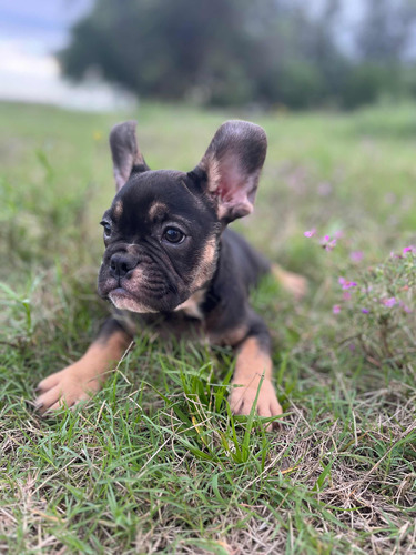 Bulldog Francés Exótico Black Tan