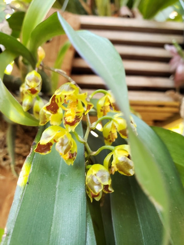Orquídea Oncidium Fimbriatum En Flor