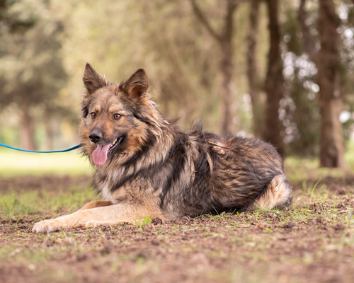 Perro Macho Joven En Adopcion Responsable Gratis (leer Desc)