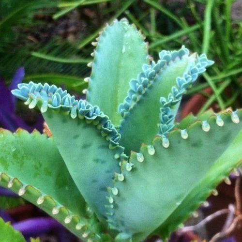Imagen 2 de 4 de Planta De Kalanchoe Laetivirens Exótica Medicinal Anticancer
