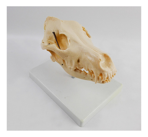 Perro Skull Modelo Animal Esqueleto Enseñanza Veterinario