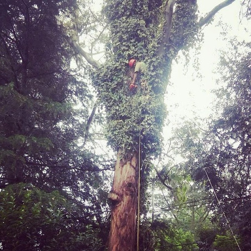 Imagen 7 de 10 de Poda Arboles Altura Riesgo - Zona Norte - Art Tala Y Derribo