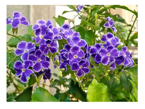 Muda De Duranta - Duranta Erecta Aurea