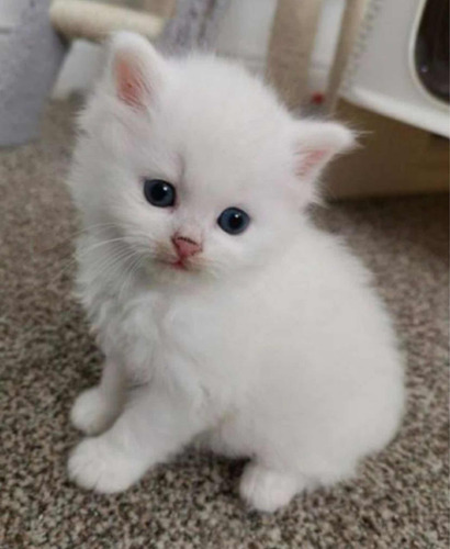 Gatitos Angora Originales