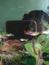 Comprar Peces Guppys Comerciales Para Acuarios