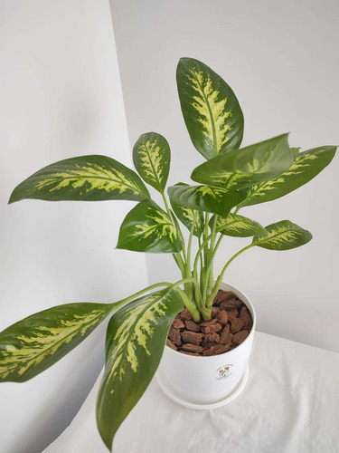 Planta De Interior Dieffenbachia Tropic + Maceta Premium | MercadoLibre