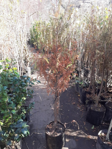 Ciprés De Los Pantanos, Taxodium Distichum 10lts
