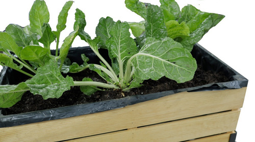 Cama De Cultivo De Hortalizas - Huerto Urbano Con Semillas