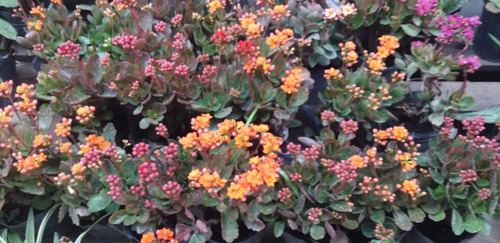 Kalanchoe M12