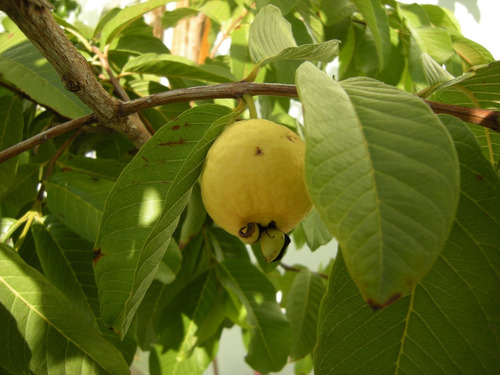 Guayaba Amarilla (árbol) 1m Psidium Guajava , Grande