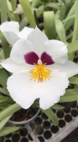 Imagen 2 de 5 de Orquídeas Miltoniopsis Varios Colores