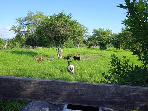 Venta Rancho 94 Hectareas El Otatal Alamo Temapache Veracruz