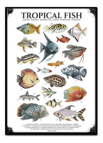 #631 - Cuadro Decorativo Vintage - Peces Pez Pesca Mar Rio 