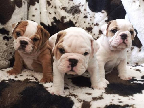 Cachorros Bulldog Ingles 