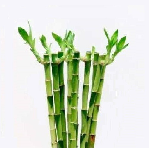 Lucky Bamboo Bambu De La Suerte Recto 50 Cm Solo Vara X10