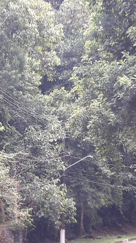 Imagem 8 de 14 de Serra Da Cantareira Terreno Possiblidade De Permuta Parcial