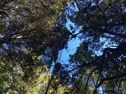 Imagen 8 de 11 de Terreno - Bariloche