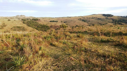 Imagen 16 de 30 de Campo 142 Hectareas Ganadero Forestal Lavalleja