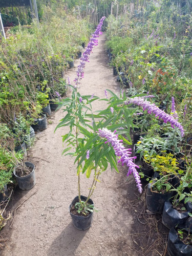 Imagen 3 de 3 de Salvia Leucantha ;salvia Violeta 3lts