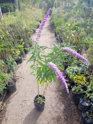 Salvia Leucantha ;salvia Violeta 3lts