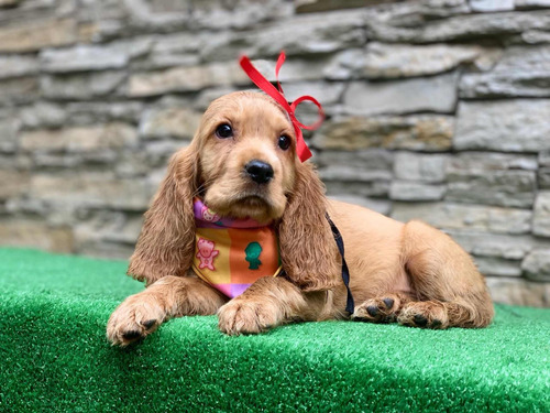 Cocker Spaniel Ingles