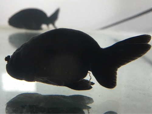 Kinguio Ranchu Black Peixe Importado Tailândia Aquário Lago