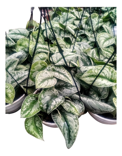 Pothus Silver - Pictus Plateado - Planta De Interior