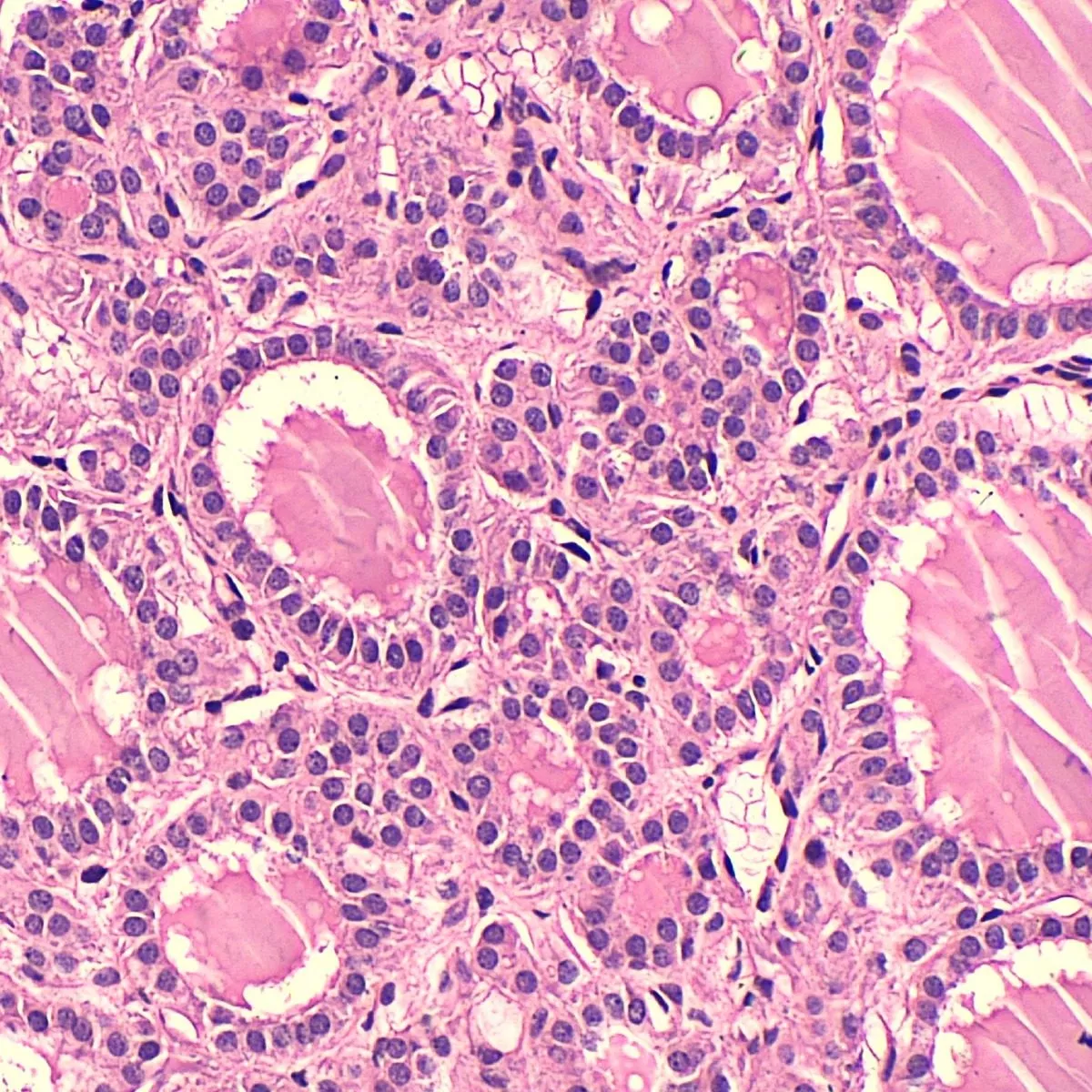 Segunda imagem para pesquisa de laminas preparadas microscopio