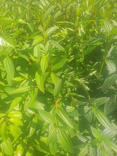 Mudas De Quaresmeira Roxa: 2 Unidades