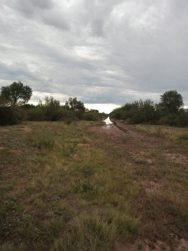 Imagen 2 de 7 de Gran Campo Ganadero!