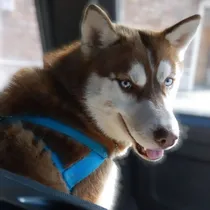 Comprar Siberiano Husky Para Servicio De Monta
