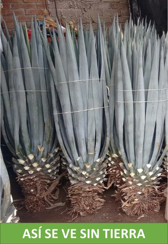 Imagen 4 de 4 de Planta Agave Azul