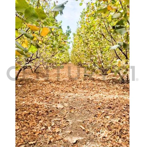 Venta Parcela Agroresidencial Chillán, San Nicolás