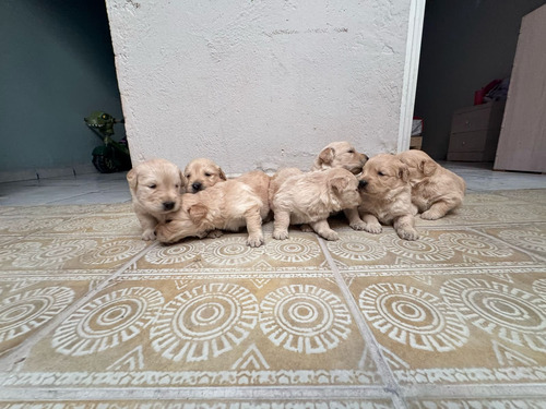 Cachorros Golden Retriever Vip Macho Y Hembra Hembras Y Machos