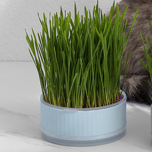 Caja Hidropónica De Hierba Para Gatos, Bandeja De