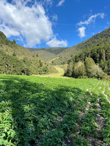 Venta De Finca En El Molino, Edo Mérida Mg