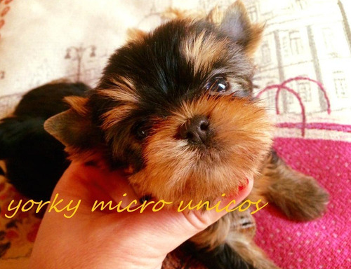 Yorkshire Macho Hermoso Carita De Bebe Al Comprar Compara Mercado Libre Yorkshire Macho Hermoso Carita De Bebe Al Comprar Compara Mercado Libre