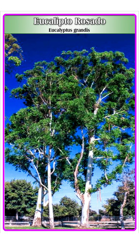 Semillas De Eucalipto Rosado (eucalyptus Grandis)