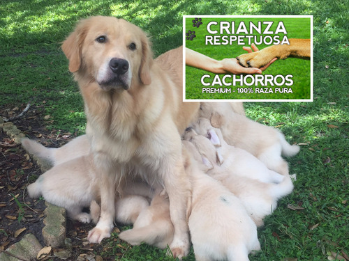 Hermosisimas Golden 100% Puras Crianza Respetuosa Cachorros.