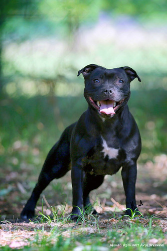 Avatar Staffordshire Bull Terrier Simplemente Lo Mejor