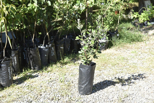 Guayabo Del País (feijoa)