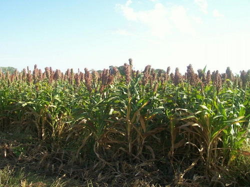 Imagen 9 de 21 de Campo Ganadero Trabajando