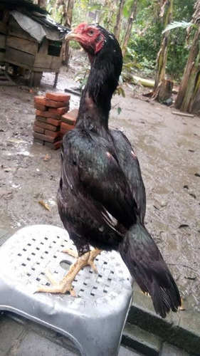Índio Puro (ovos Galados)
